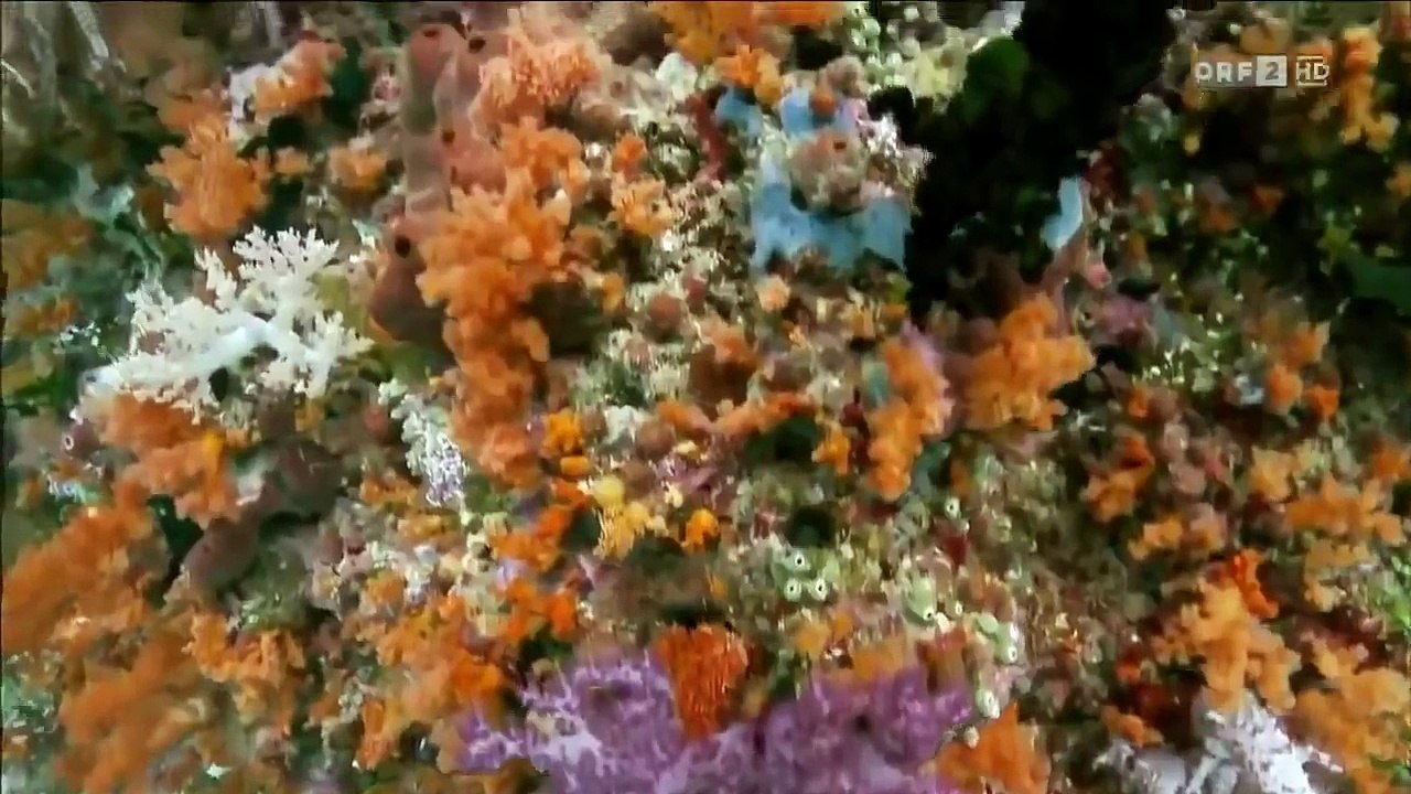 Neue Wunder der Natur Doku deutsch 2014 HD HDD