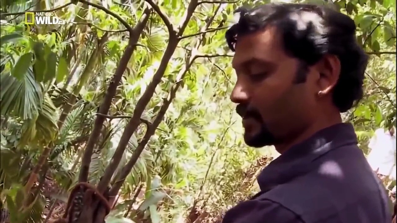 Nat Geo Wild Amazon Rainforest Snakes Animal Wildlife Documentary