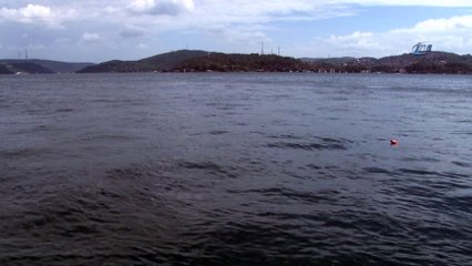 Yunus balıkları İstanbul Boğazı’nda avlandı
