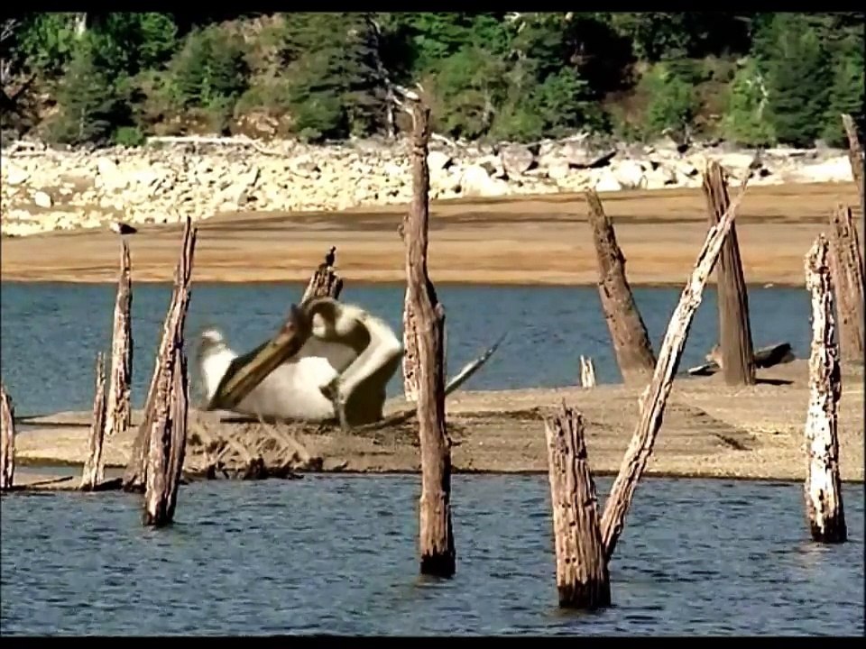 Dinosauriernas Tid Quetzalcoatlus Quetzscale Svenskt tal