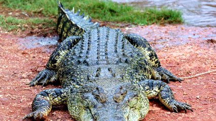 Die Größten Tiere Damals und Heute