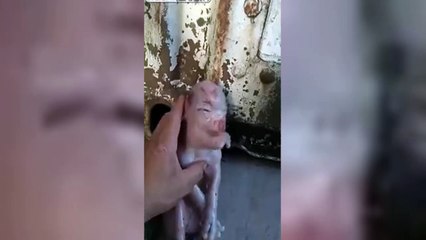 Pig Human is born - Miracle or Malfunction?