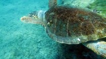 Caretta caretta yavruları için şezlong ve şemsiye uyarısı