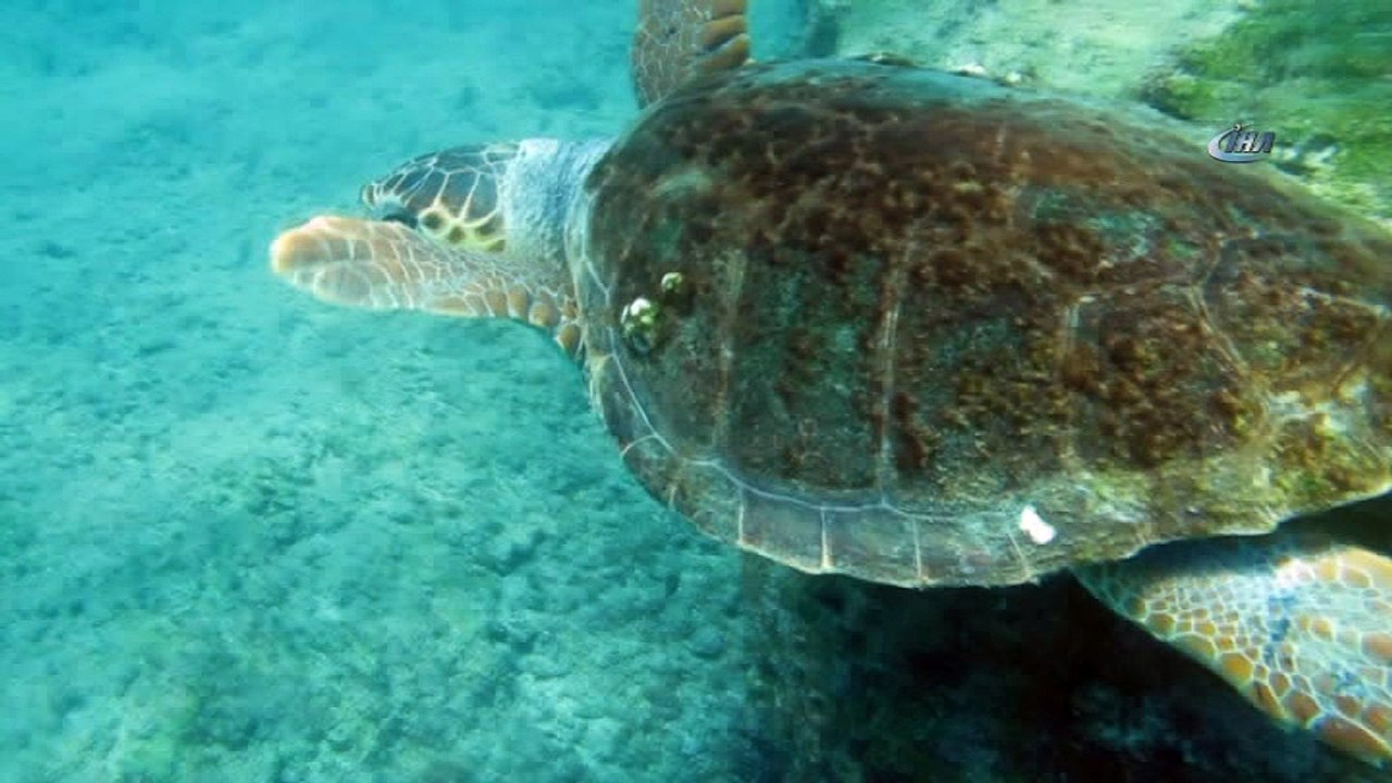 Caretta caretta yavruları için şezlong ve şemsiye uyarısı