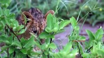 Amazing Lion vs Hawk BATTLE Hawk Try To Escape From A Pride Of Lions Cub But Fail