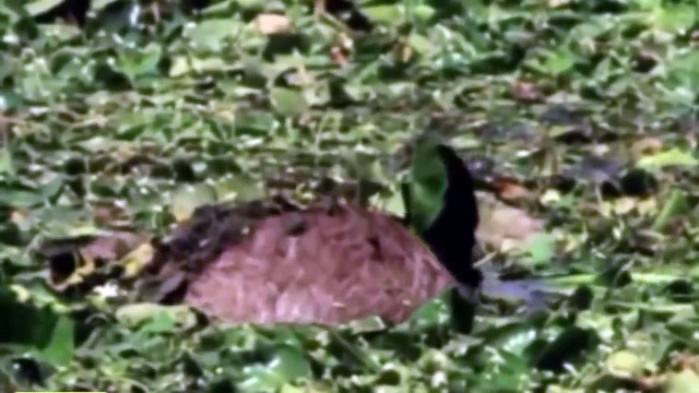 POWER Of The TIGER Crocodile Killed In A Minute the Strongest Big Cat in the World 2018