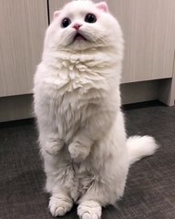 When u wake up and your cat looking to u with strange way