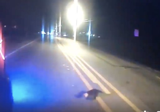 Police Help Out Raccoon With a Jar of Peanut Butter Stuck to Its Head