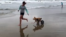 Disabled dog goes for a run on San Diego beach with the help of wheelchair