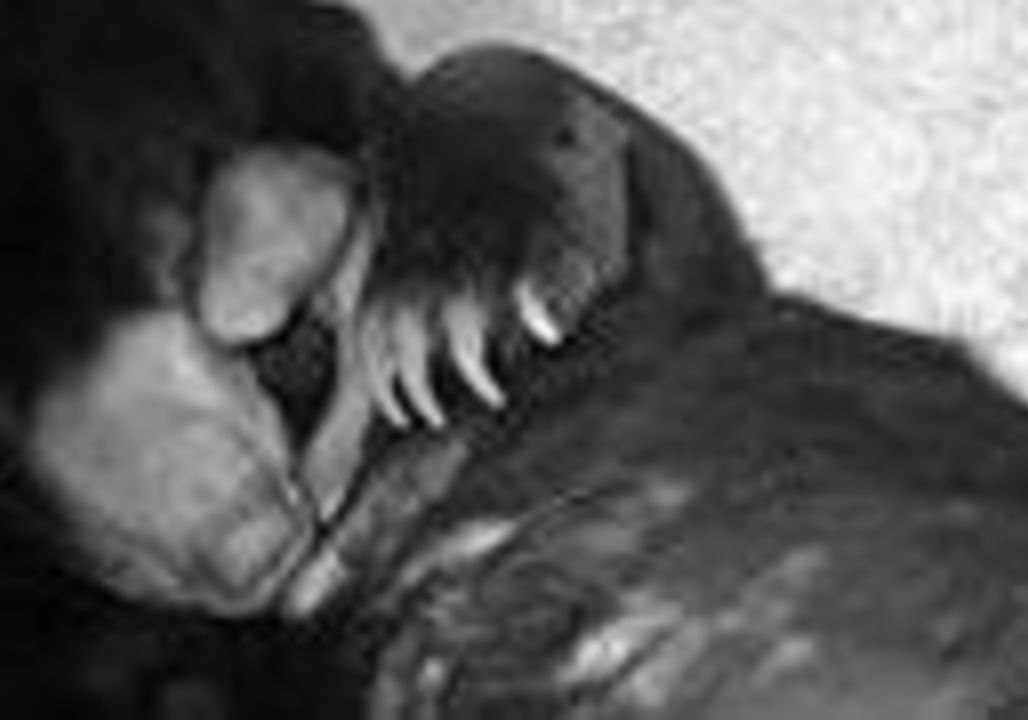 Chester Zoo Welcomes United Kingdom's First Rare Sun Bear