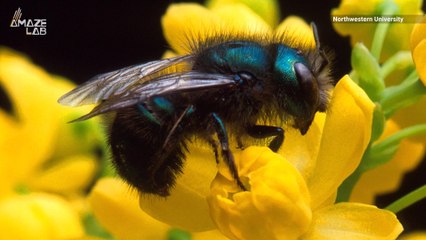 Climate Change May Be Wiping Out Earth’s Bees