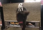 Dog Takes On a Show Jump on His Faithful Steed