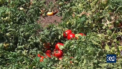 "بەرهەمهێنانی تەماتە سێ هێندەی ساڵی رابردوو زیادیکردووە"