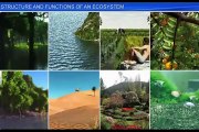 (1)CBSE Class 12 Biology, Ecosystem – 1, Structure and Functions of an Ecosystem
