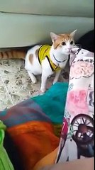 Ce chat dit "GOOOOAAAL" comme le commentateur du match de foot !