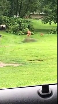 Des bambis font la fête dans l'eau !