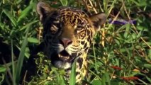 Animal fight back Crocodile catch Leopard and dog Lion vs Crocodile Video compilation 2018 ( 720 X 1280 )