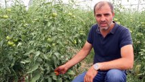100 ton domates hasadı bekliyor - SİVAS