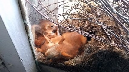 Baby Squirrels Napping
