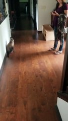 Worst Guard Dog Ever