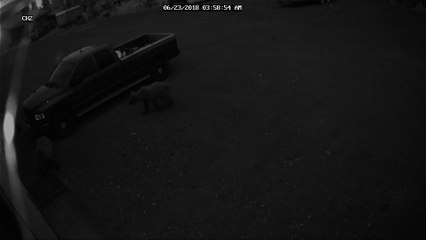 Bear-y Unexpected Visitors