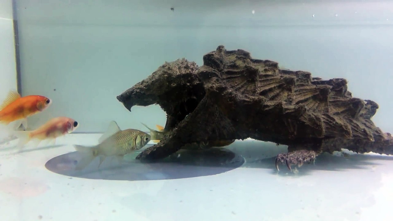 Ces poissons n'ont pas vu la tortue qui ressemble à un cailloux... Dommage