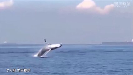 Une baleine fait des sauts incroyable dans la baie de Tokyo !