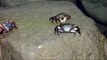 crabs eating   pet crab eating