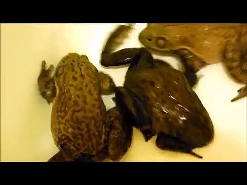 Pet Bullfrogs and Their Food Mealworms in Bath Tub.  Swamp Life, Catching American bullfrogs