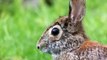 Huntsman Bushcraft - Eastern Cottontail Rabbit