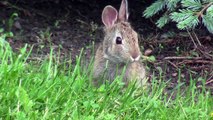 Stock Footage - A young rabbit munches on grass