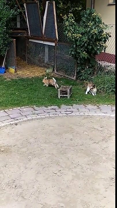 Rabbit fight