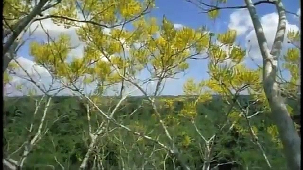 Nature  Jaguar Year of the Cat ANIMAL DOCUMENTARY