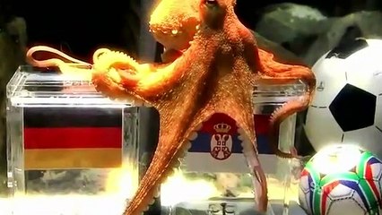 Weird Or What - S03 E05 - Weird Animal Behaviour [HQ]