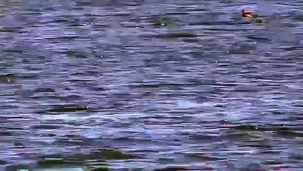 Turistas captan impresionante ovni en Florida