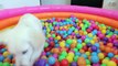 Giant Minion Gives Surprise Colors Ball Pit Pool for Golden Retriever Puppy! Puppy Minion