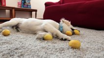 Cute Golden Retriever Puppy vs Lemon Funny Dog and Lemon Video