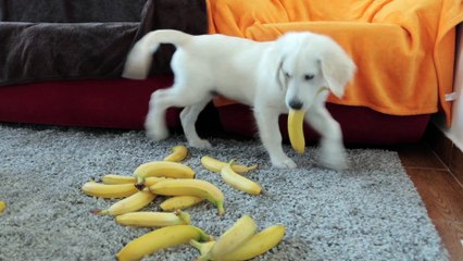 Funny Dog vs Banana Minion Bob Toy Cute Golden Retriever Puppy and Minion Bob Video
