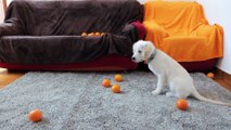 Cute Puppy vs Orange! Funny Golden Retriever Dog Plays and Eats Orange