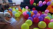 Surprise for Dog! Funny Golden Retriever Puppy and 100 Colors Balloons