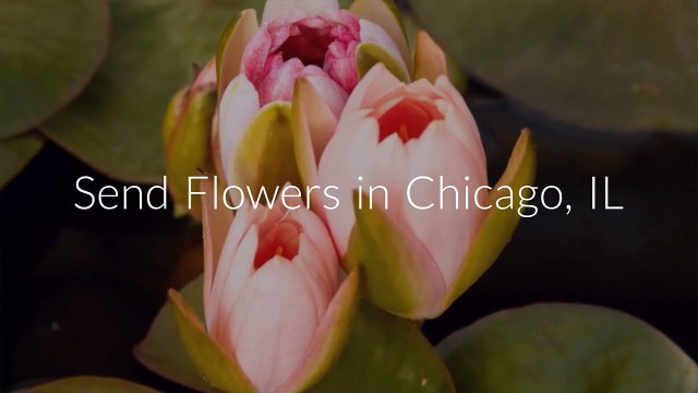 Send Flowers Chicago IL | (872) 210-5454