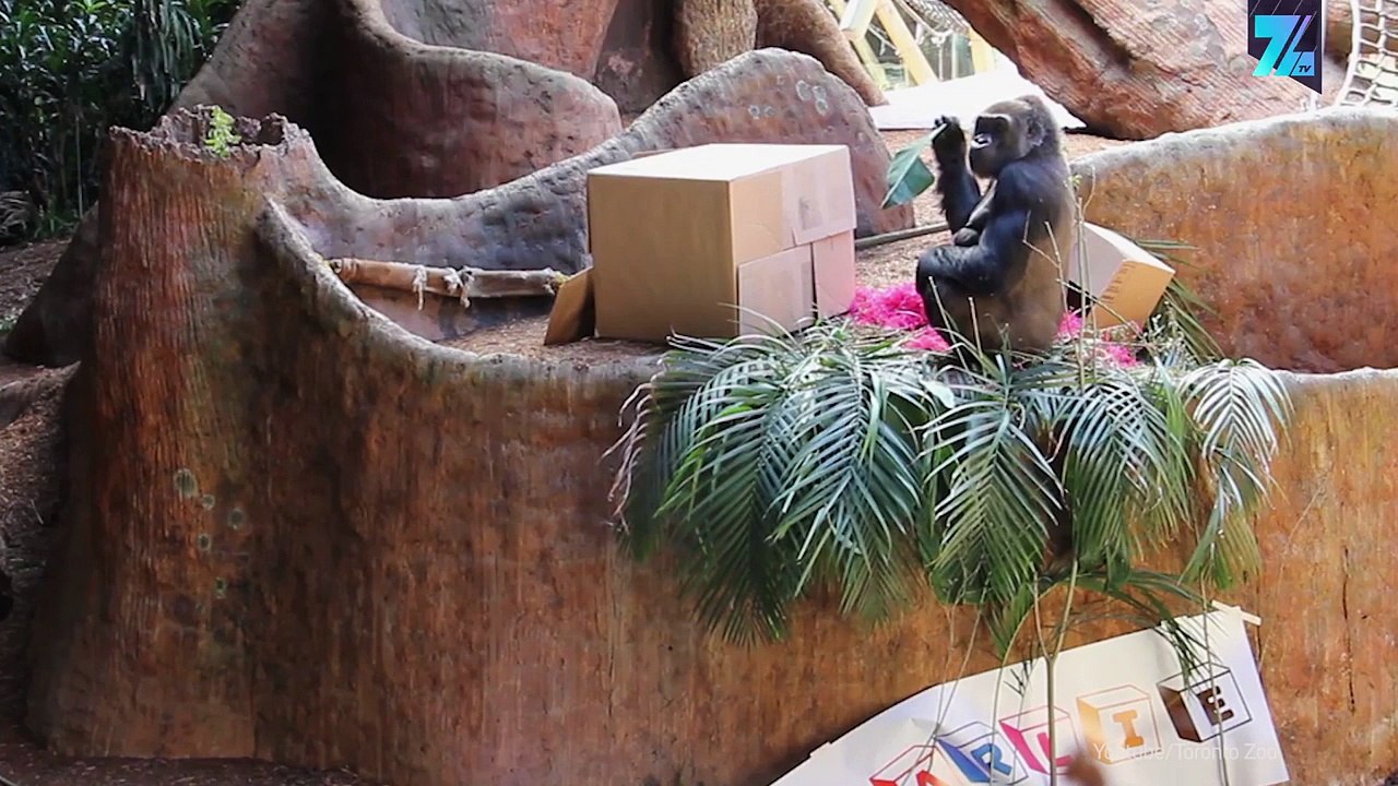 Babyparty für Gorillas: Nachwuchs im Zoo von Toronto
