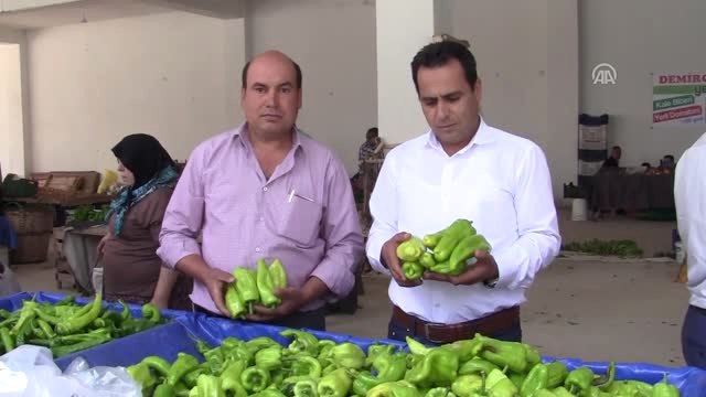 Tescilli Kale Biberinin Hasadına Başlandı