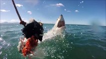 Shark lunges right at a GoPro camera as it launches out of the water