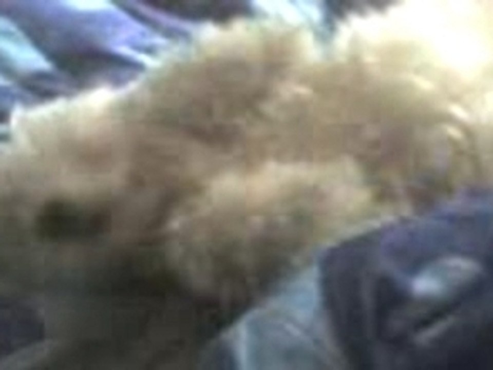 Chien dèlire qui a des pulsion lol