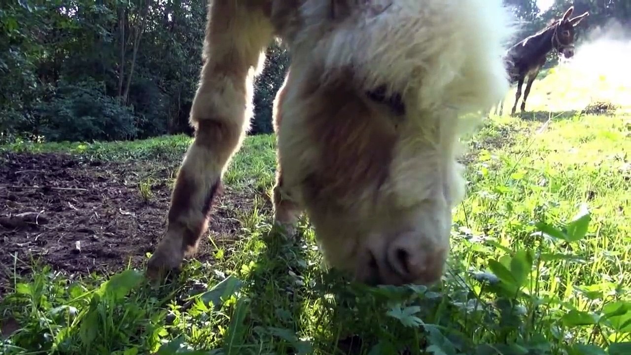 Esel Freunde fürs Leben