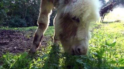 Esel Freunde fürs Leben