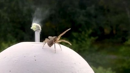 Le « ballooning » des araignées