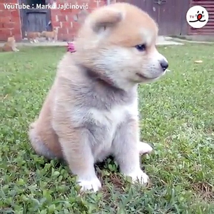 大型犬の子犬ちゃんって、かわいいよね♡