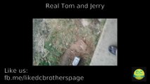 Real Tom and Jerry | Never seen video | must watch